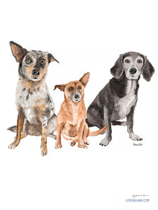 Custom Illustrated Pet Portraits